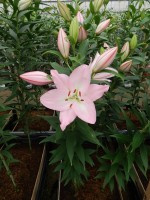 [5373 Hilux VZ No02.JPG]